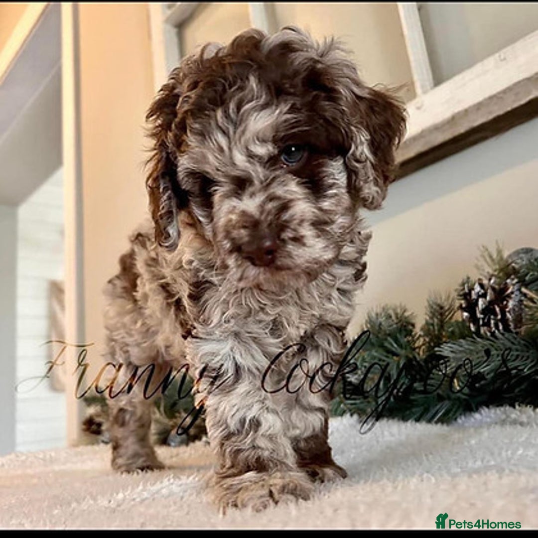 Cockapoo dogs for sale: F1 cockerpoo waiting list  - Image 3