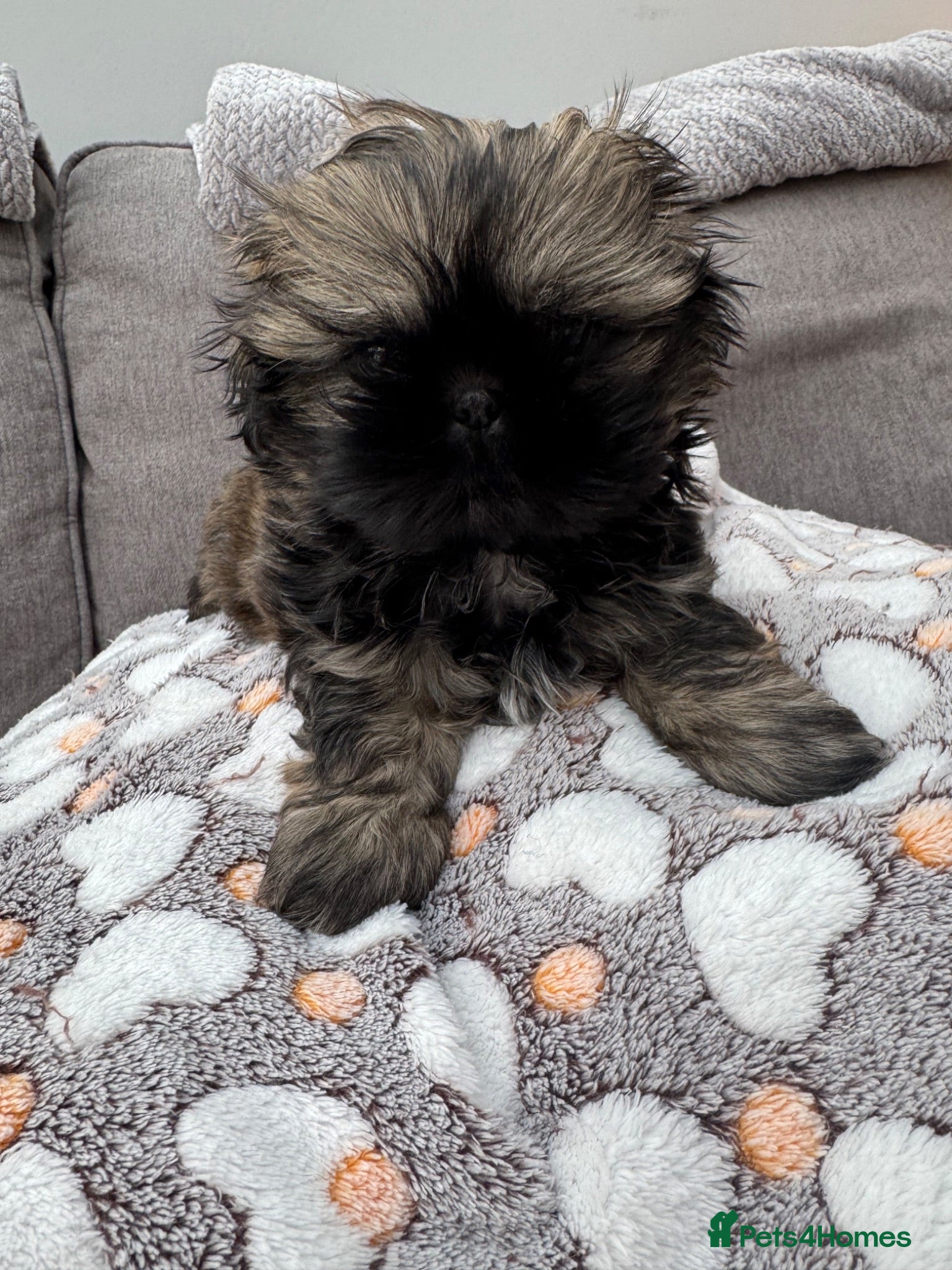 Shih Tzu dogs Kc registered Shih Tzu puppies - Advert 2