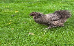 Chickens poultry for sale: Pair of Silkie bantam hens - Image 3