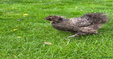 Chickens poultry - Advert 1