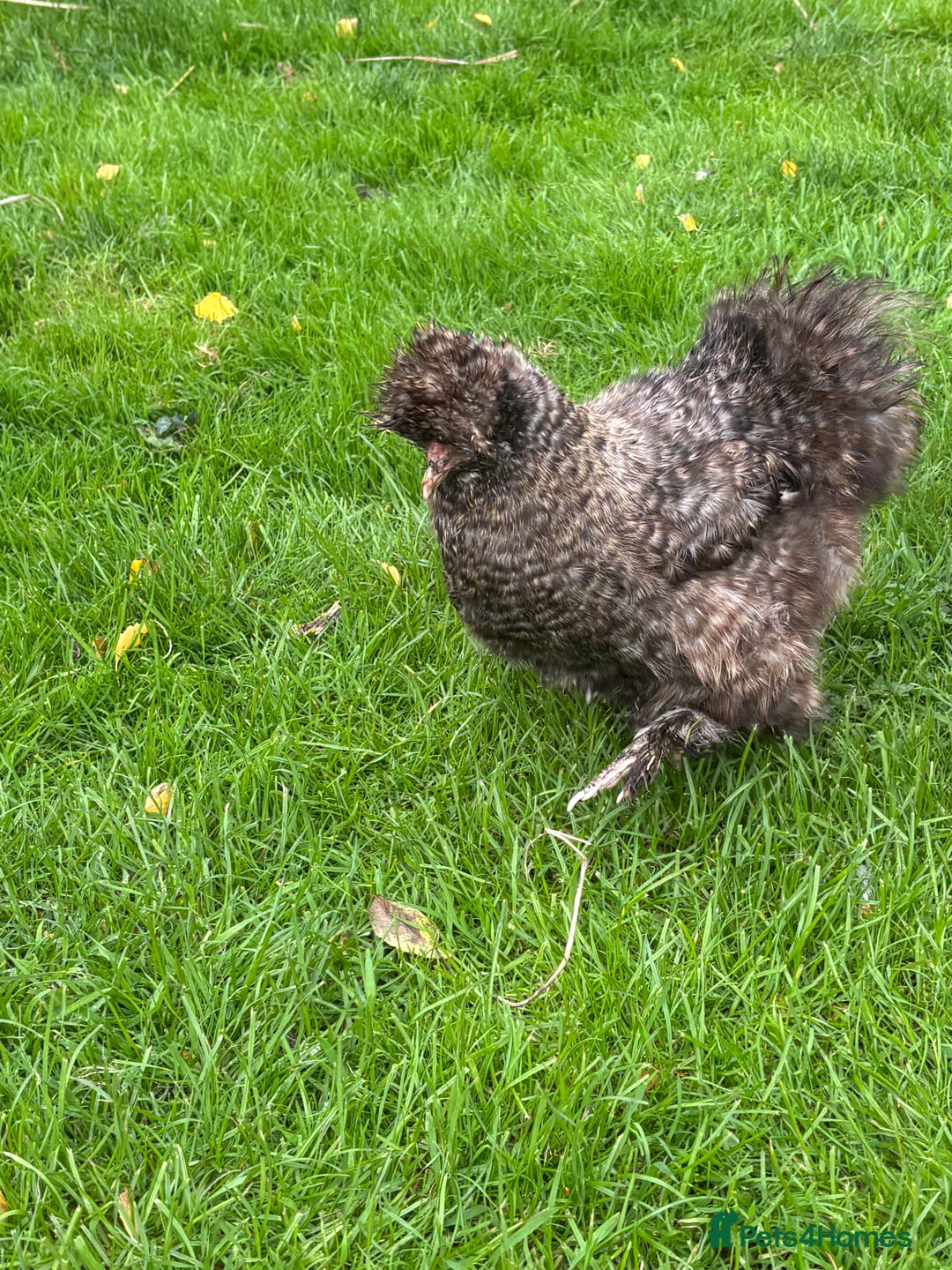 Chickens poultry for sale: Pair of Silkie bantam hens - Image 3