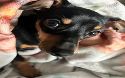 Mixed Breed dogs for sale: Rehoming Chiweenie - 2 Years Old  - Image 4
