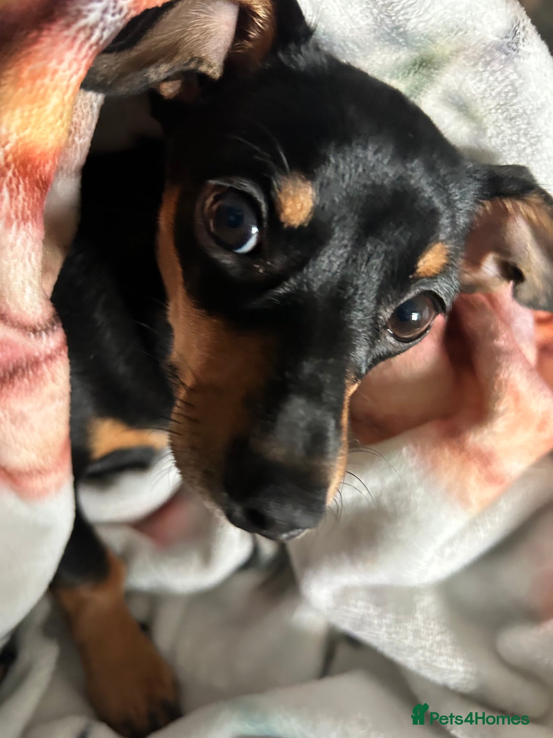 Mixed Breed dogs for sale: Rehoming Chiweenie - 2 Years Old  - Image 4