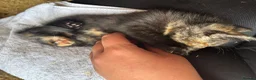 British Shorthair cats for sale: 5 kitten looking for a good home  - Advert 14