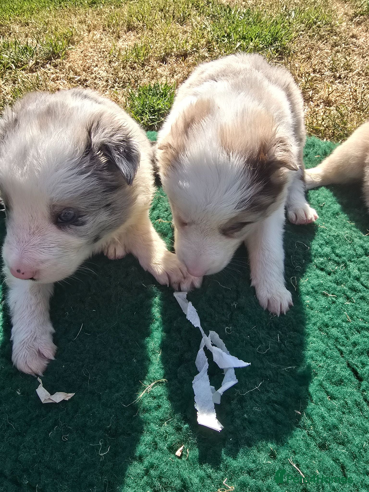 Border Collie dogs Beautiful litter of Border Collies - Advert 2