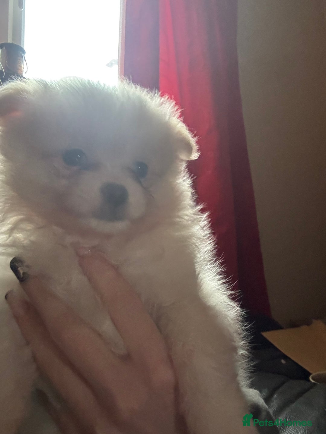 Pomeranian dogs for sale: Cute fluffy Pomeranian puppies for sale - Advert 17