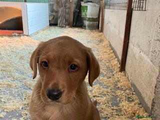 Labrador Retriever dogs Fox Red Labrador pup - Advert 1