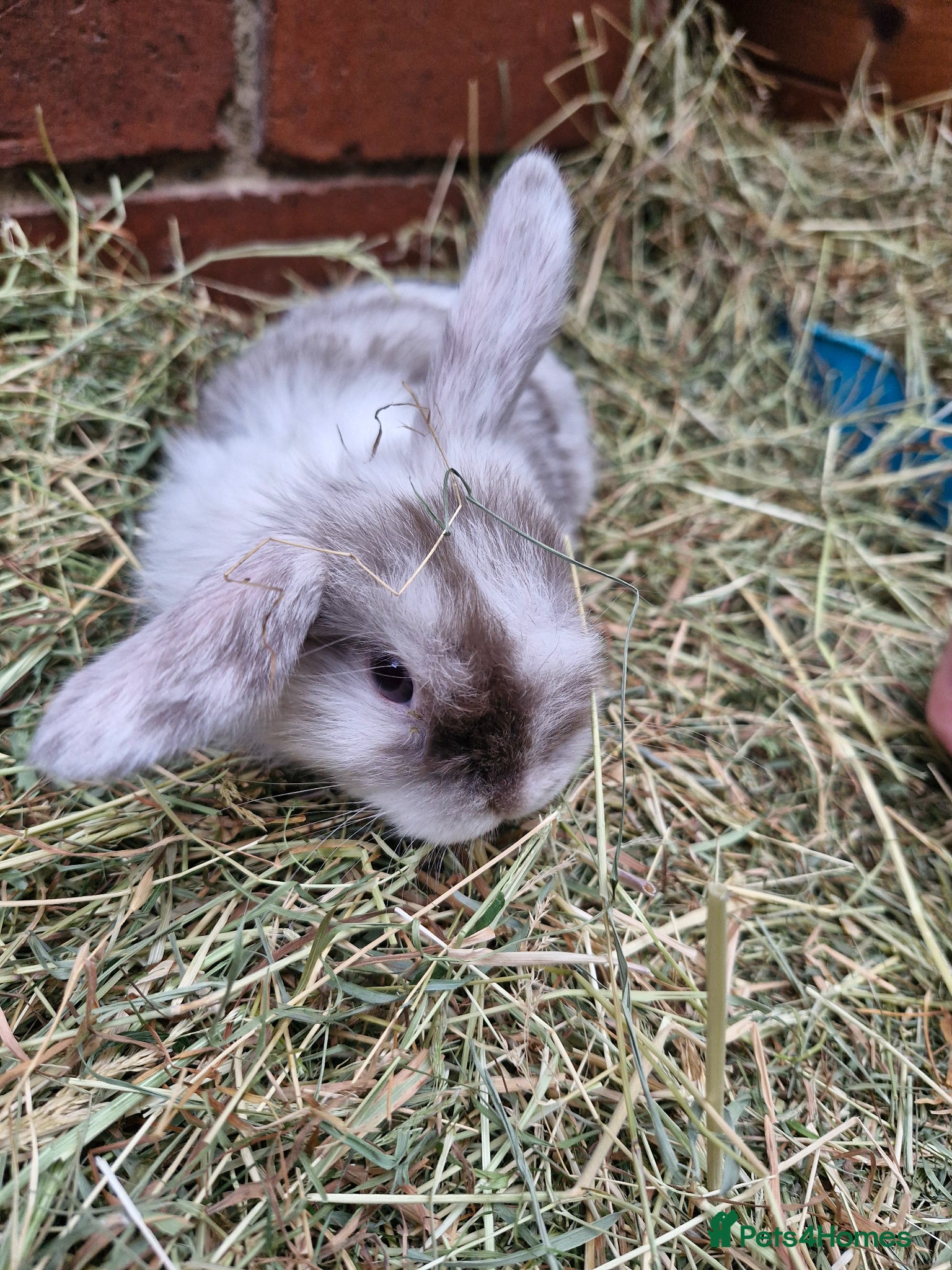 Mini Lop rabbits ** mini lops ready now ** - Advert 1