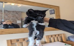 Mixed Breed cats for sale: 7 kittens ready for their forever home - Image 7