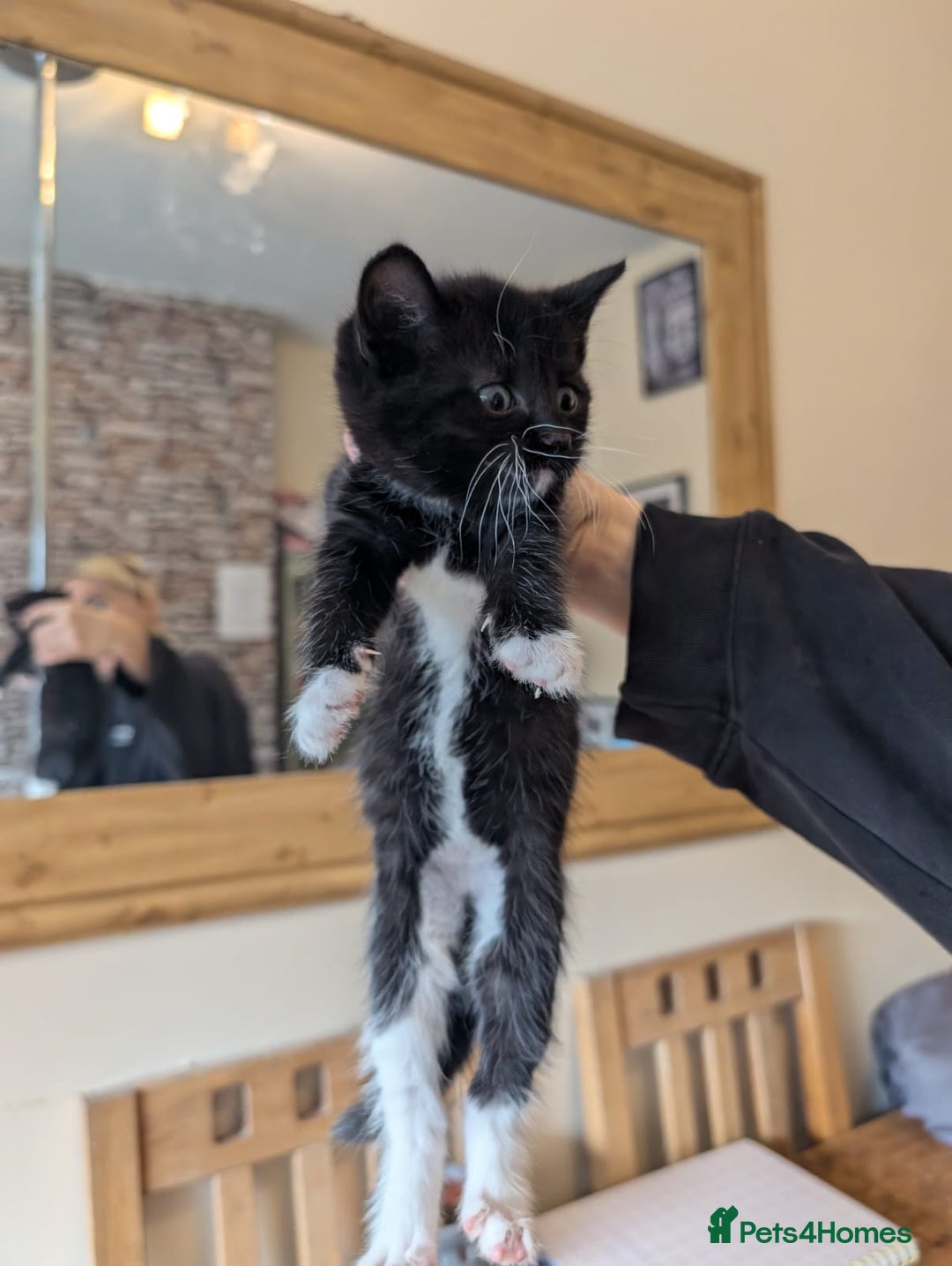 Mixed Breed cats for sale: 7 kittens ready for their forever home - Image 7