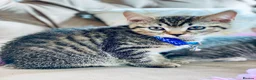 British Shorthair cats for sale: ❤️🩵❤️British shorthair x tabby kittens 💙🩵❤️ - Advert 3