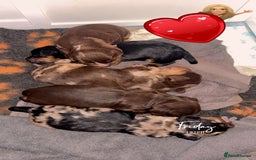 Cocker Spaniel dogs for sale: 5 beautiful all different cocker spaniels  - Image 2