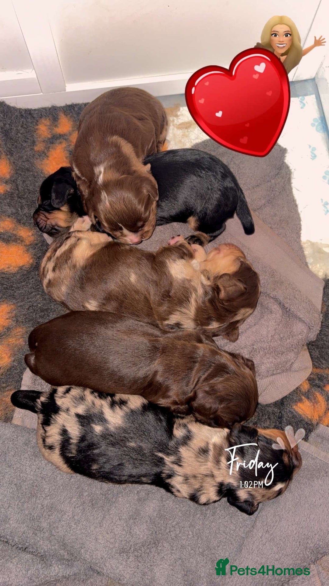 Cocker Spaniel dogs for sale: 5 beautiful all different cocker spaniels  - Image 2