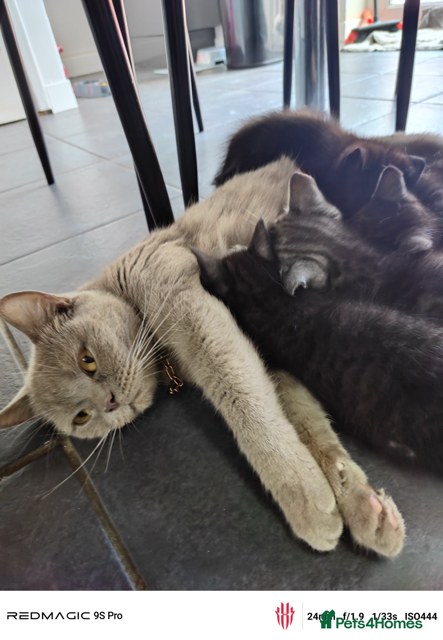 British Shorthair cats for sale: Mixed British Short hair - Advert 2