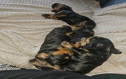 Sprocker dogs for sale: Three gorgeous girls for sale ❤️ - Image 10