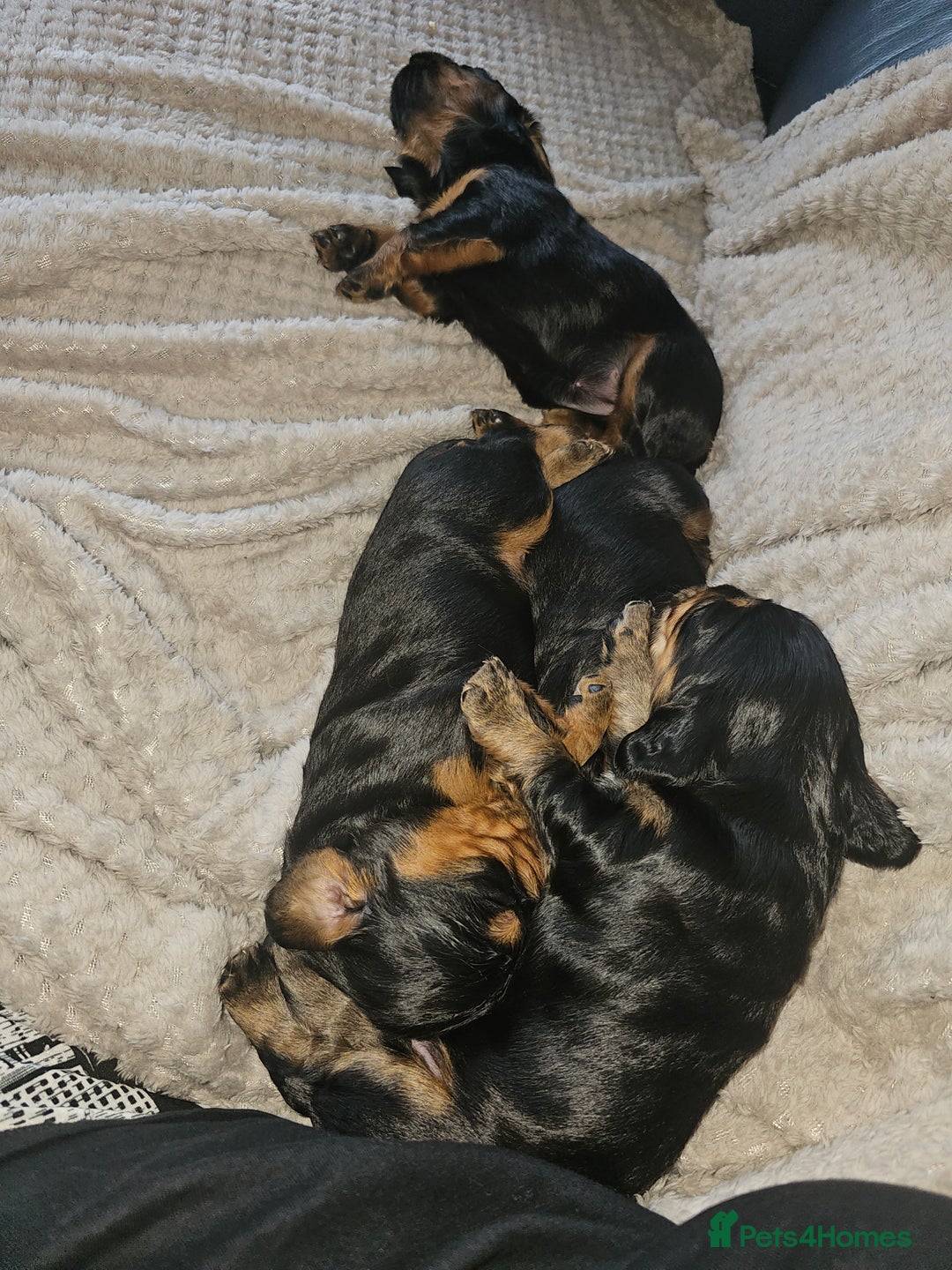 Sprocker dogs for sale: Three gorgeous girls for sale ❤️ - Image 10