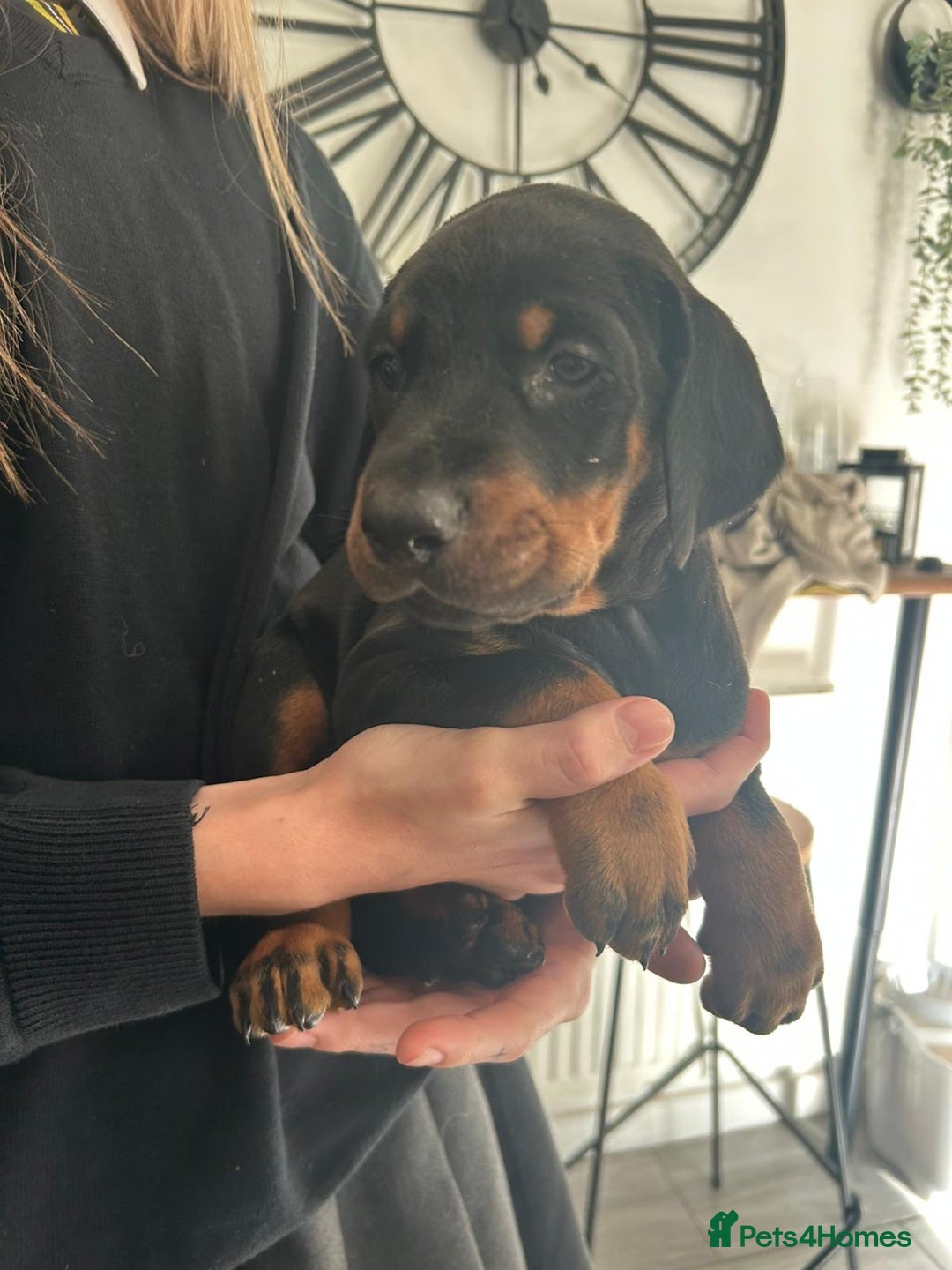 Dobermann dogs for sale: 9 KC Reg pedigree Doberman puppies - Image 8