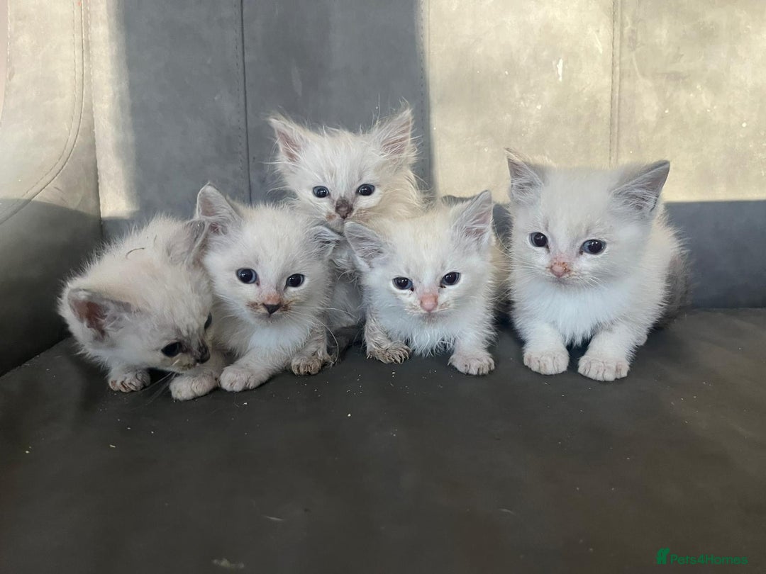 Ragdoll cats for sale: Beautiful compact ragdoll kittens for sale - Advert 4