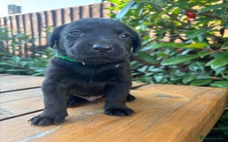 Labrador Retriever dogs for sale: 9 Beautiful Labrador Puppies For Sale  - Image 5