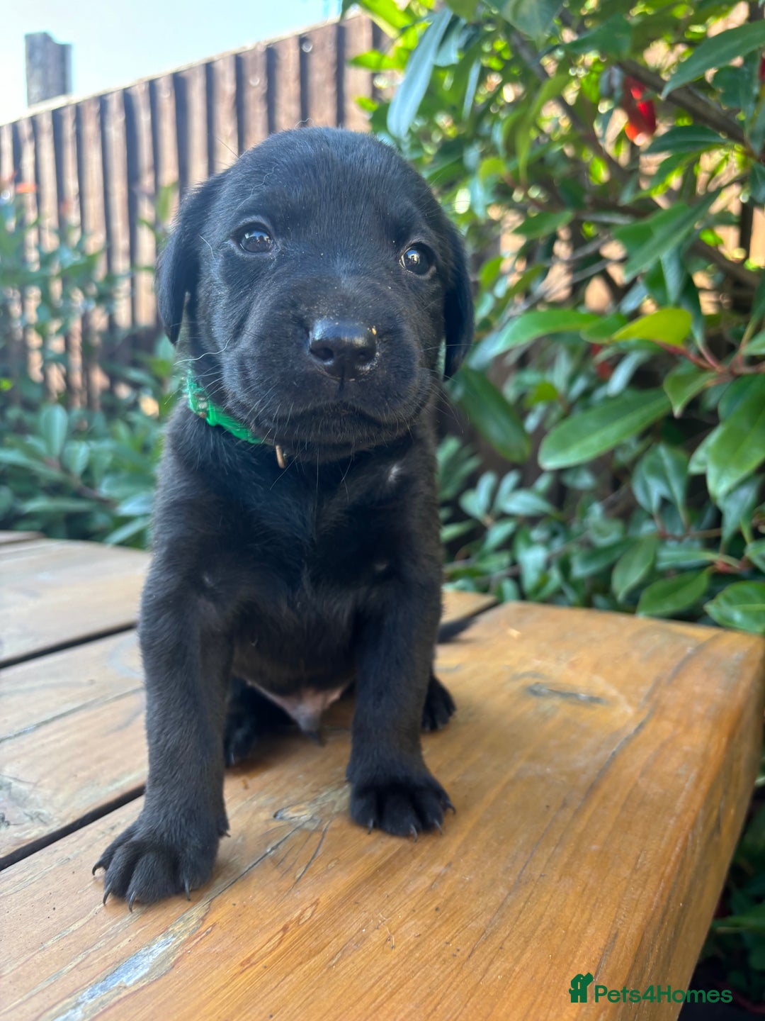 Labrador Retriever dogs for sale: 9 Beautiful Labrador Puppies For Sale  - Image 5