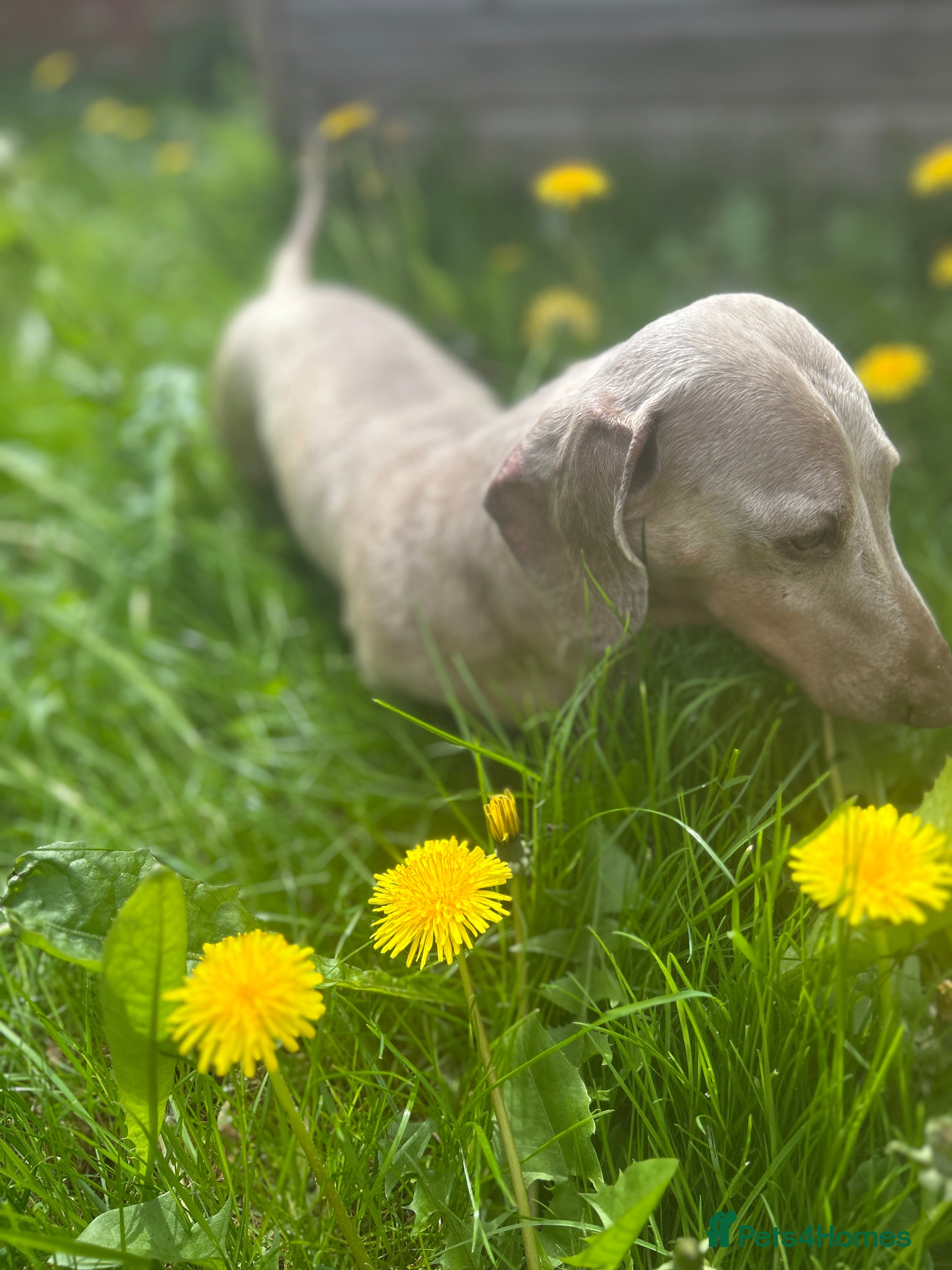 Miniature Dachshund dogs ⭐️ TRIGGER⭐️ smooth hair Isabella & Tan STUD - Advert 10