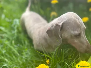 Miniature Dachshund dogs ⭐️ TRIGGER⭐️ smooth hair Isabella & Tan STUD - Advert 10