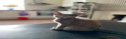 Mixed Breed cats for sale: Beautiful cats  - Advert 1