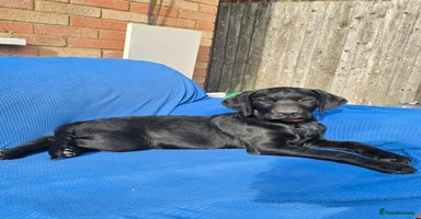 Labrador Retriever dogs - Advert 9