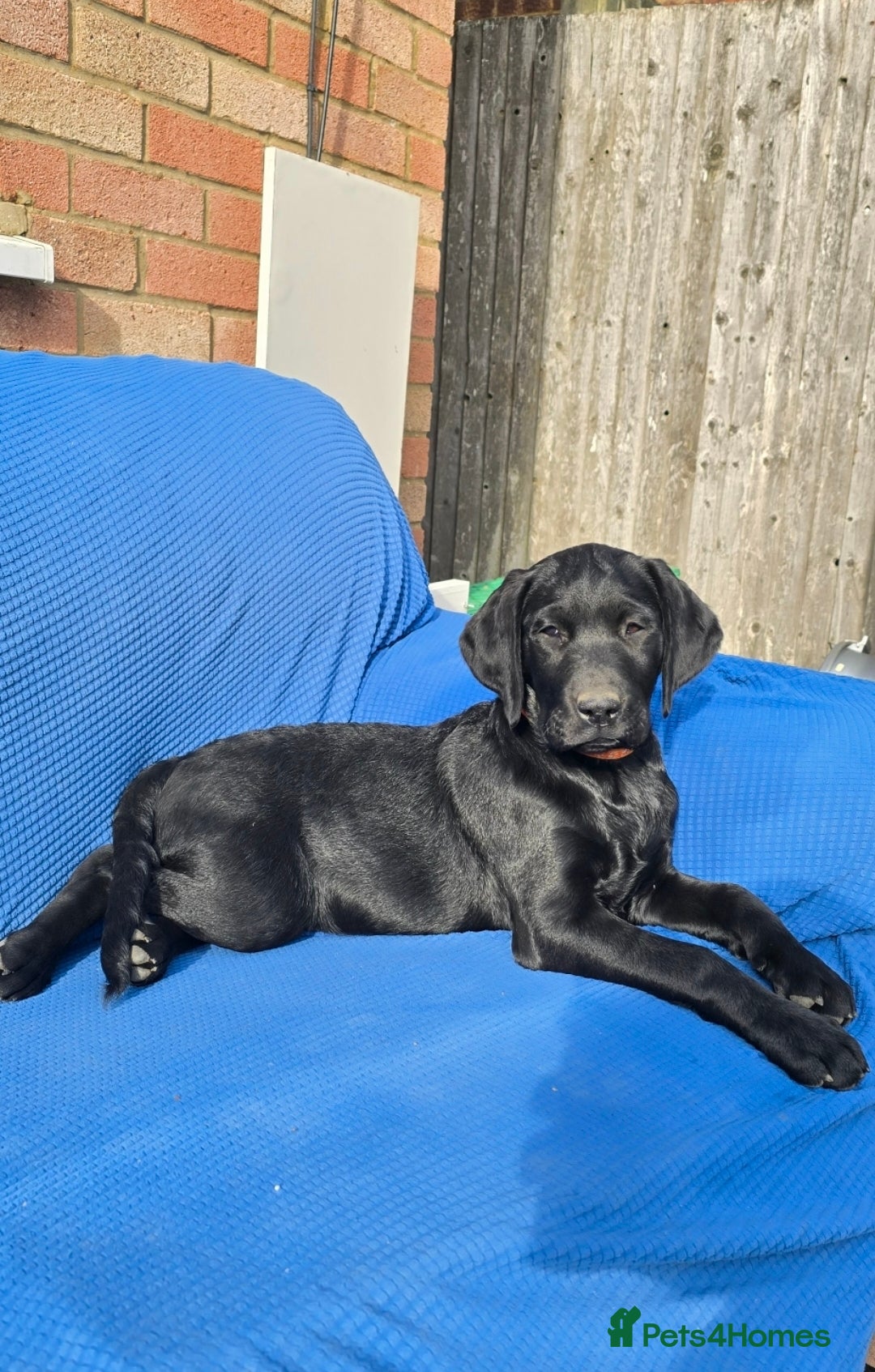 Labrador Retriever dogs for sale: 2 Adorable female Labrador Retriever  🐶🖤 - Image 2