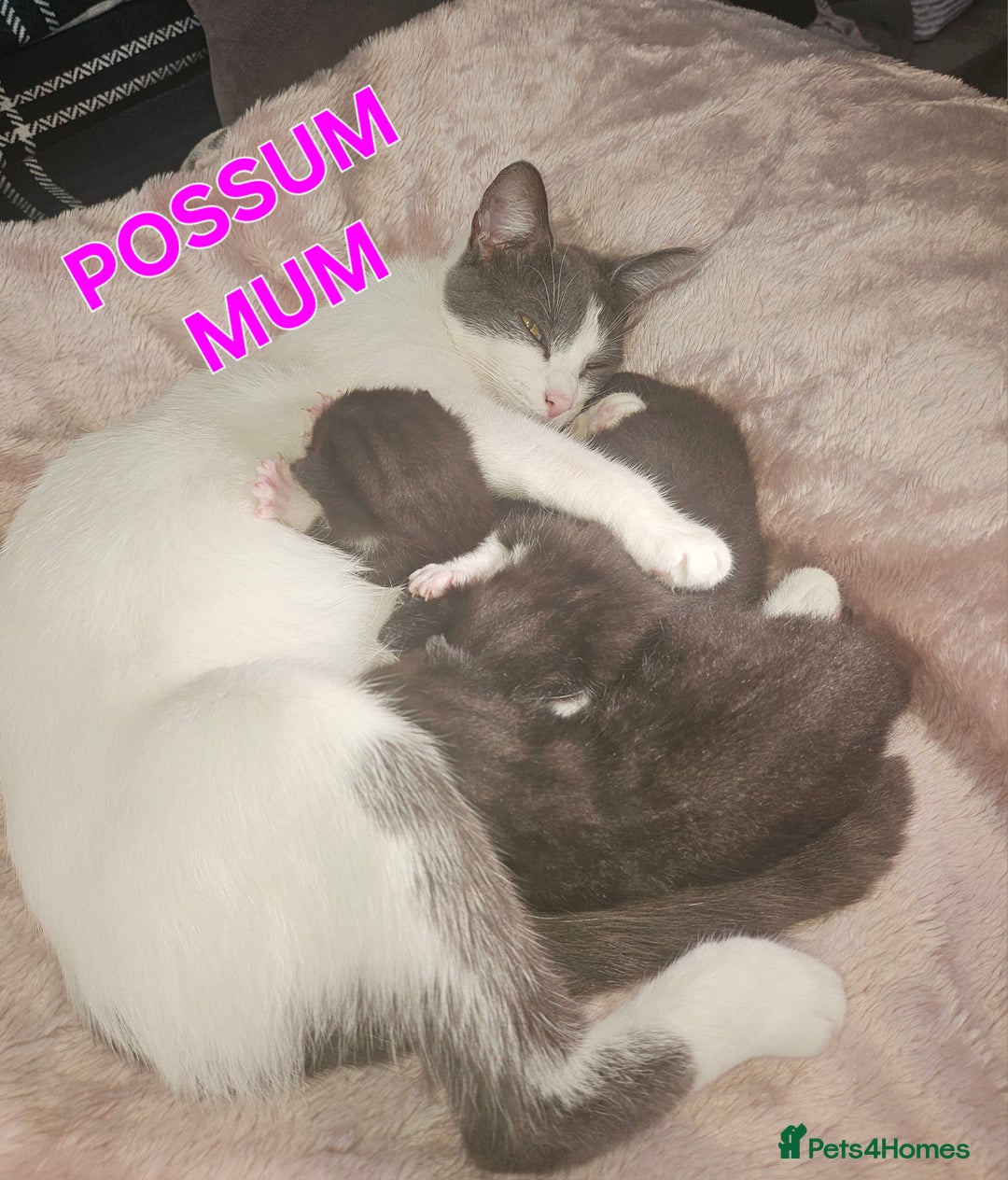 Mixed Breed cats for sale: Tonkinese cross kittens - Advert 5