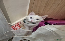 Siamese cats for sale: Flame point siamese kittens  - Advert 4