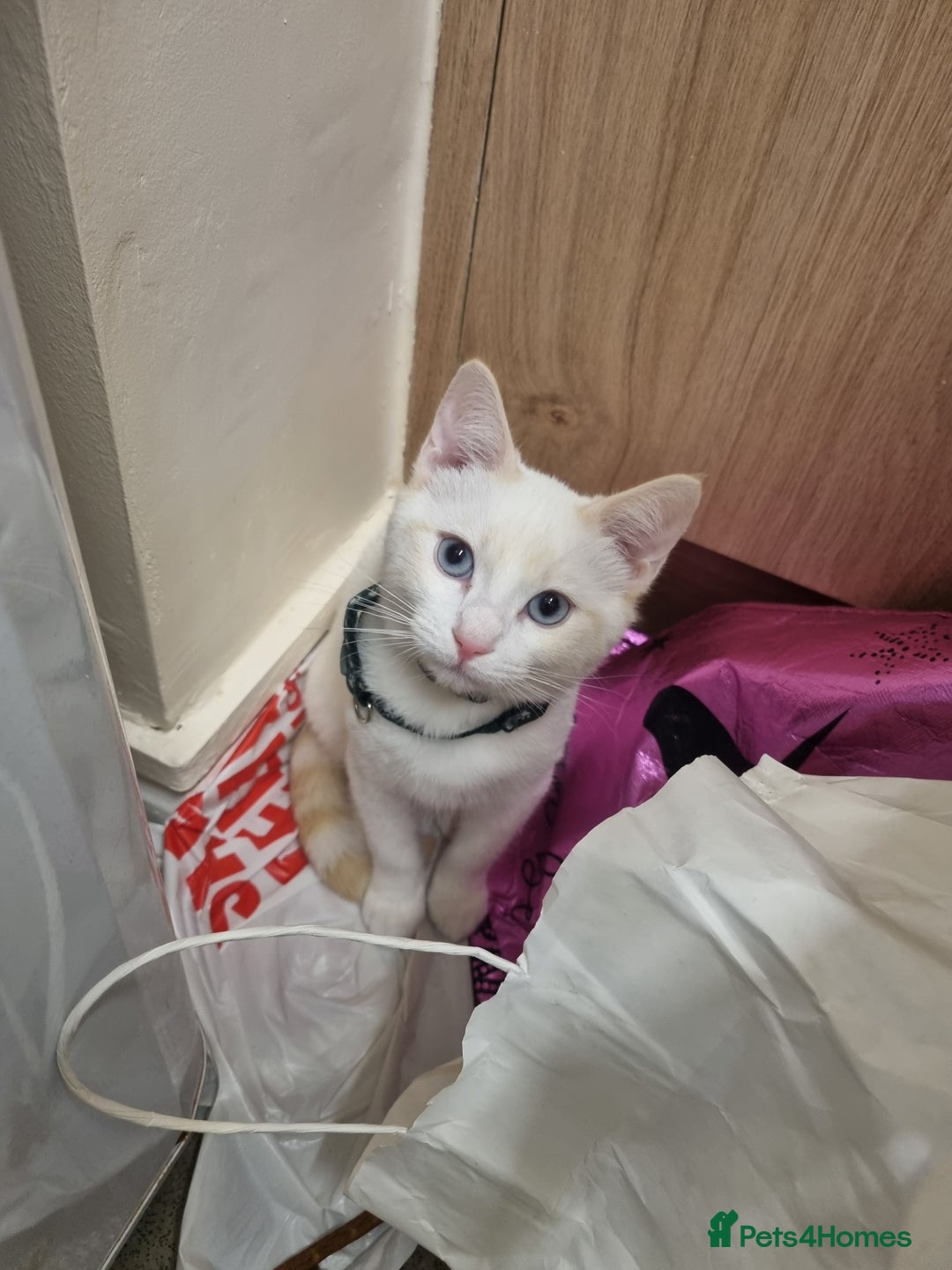 Siamese cats for sale: Flame point siamese kittens  - Advert 4