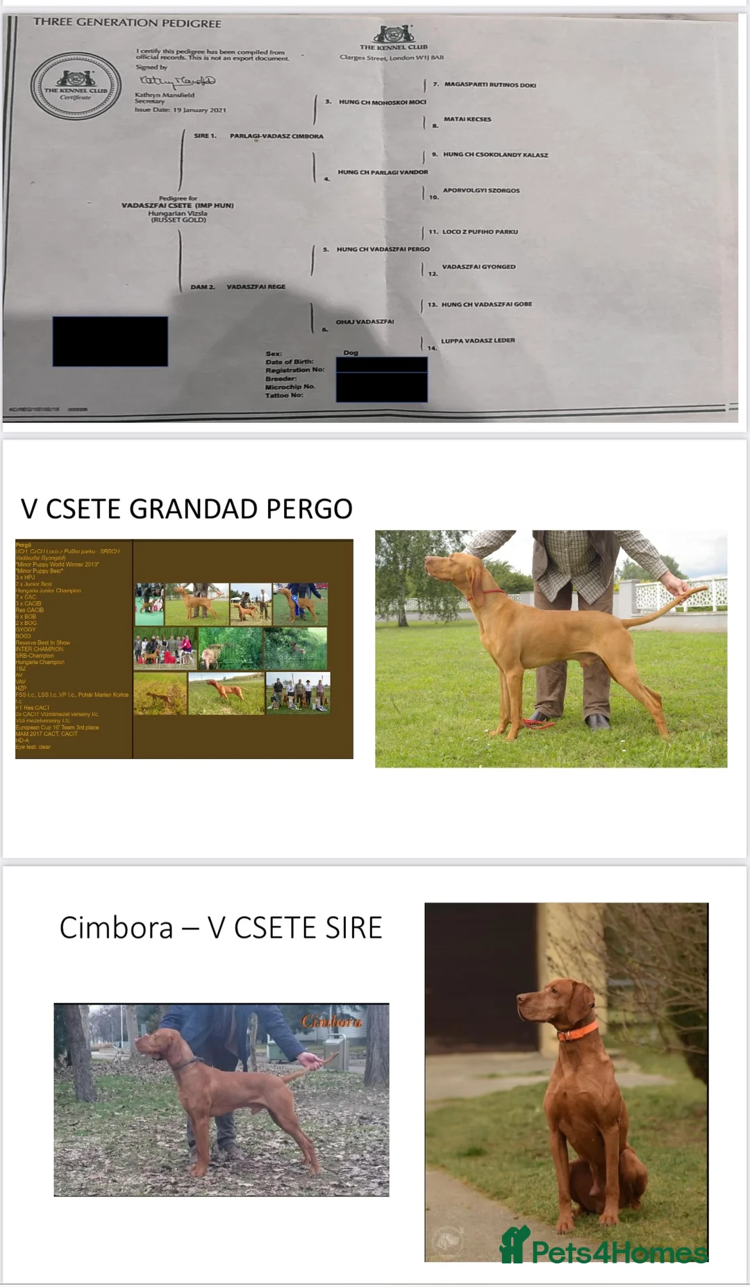 Hungarian Vizsla dogs for stud: KC registered, World Champion blood line stud.  - Advert 12