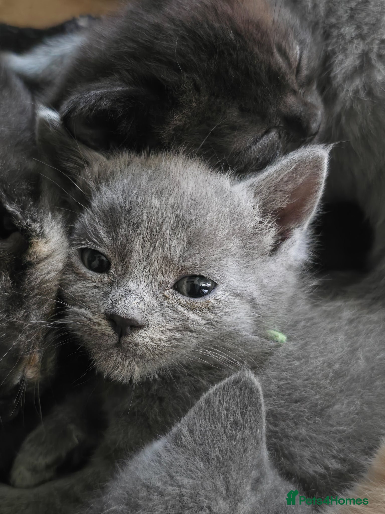 Mixed Breed Kitten 1
