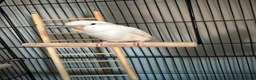 Budgerigars birds for sale: Boy and girl bugdies in Barnsley - Advert 7