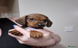 Dachshund dogs for sale: Dachshund puppies - Advert 5