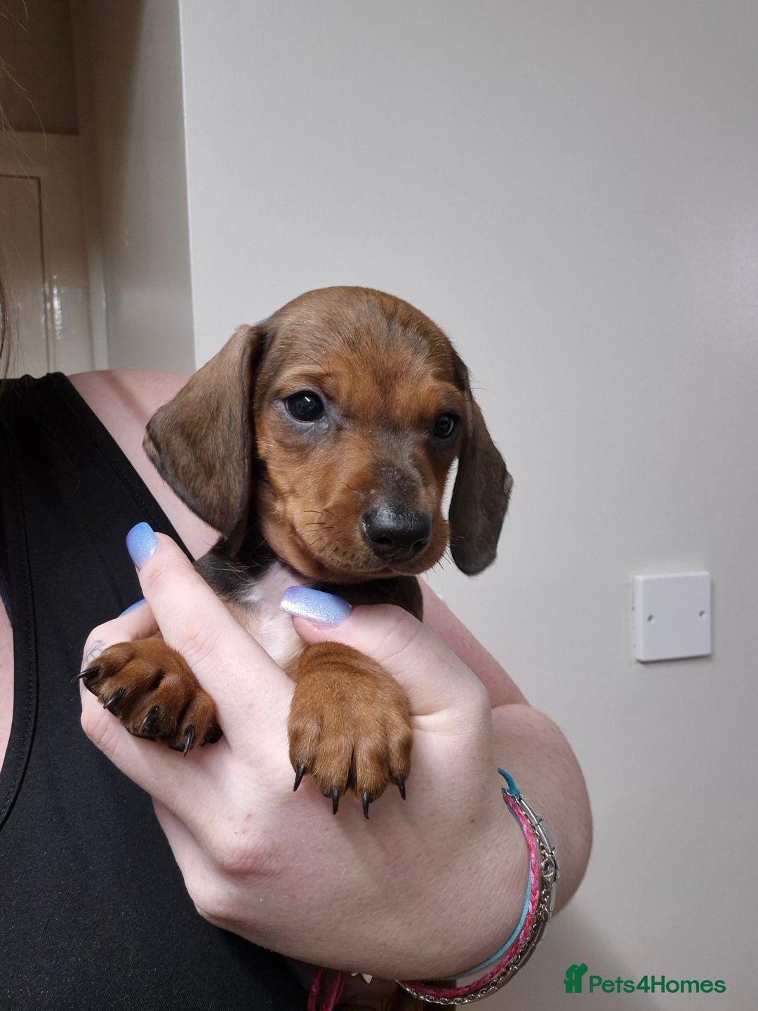 Dachshund dogs for sale: Dachshund puppies - Advert 5