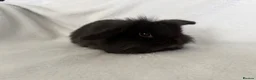 Mini Lop rabbits for sale: Beautiful mini lops **ready to reserve** - Advert 6