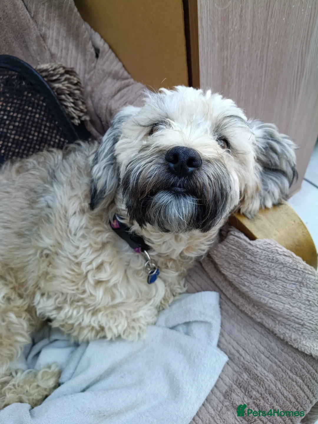 Mixed Breed dogs for adoption: Petunia 🌺  in Bedford - Advert 2
