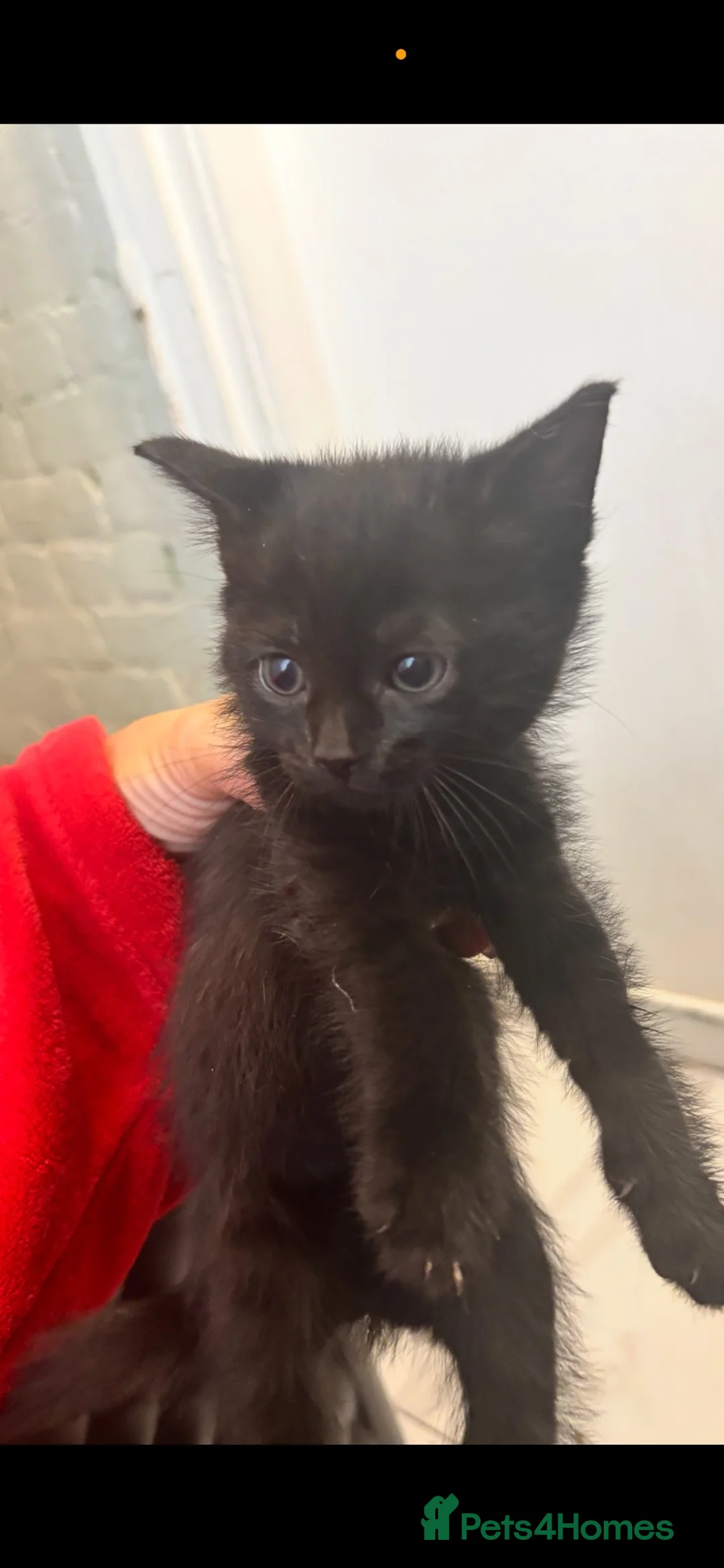 Mixed Breed cats for sale: 2 Black Kittens for sale  - Advert 2