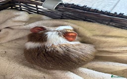 Guinea Pig rodents for sale: Beautiful baby guinea pigs for sale  - Image 10