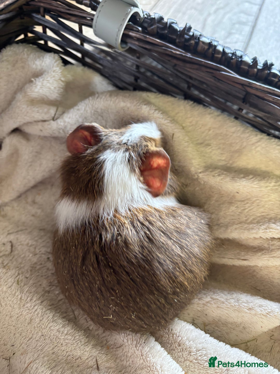 Guinea Pig rodents for sale: Beautiful baby guinea pigs for sale  - Image 10