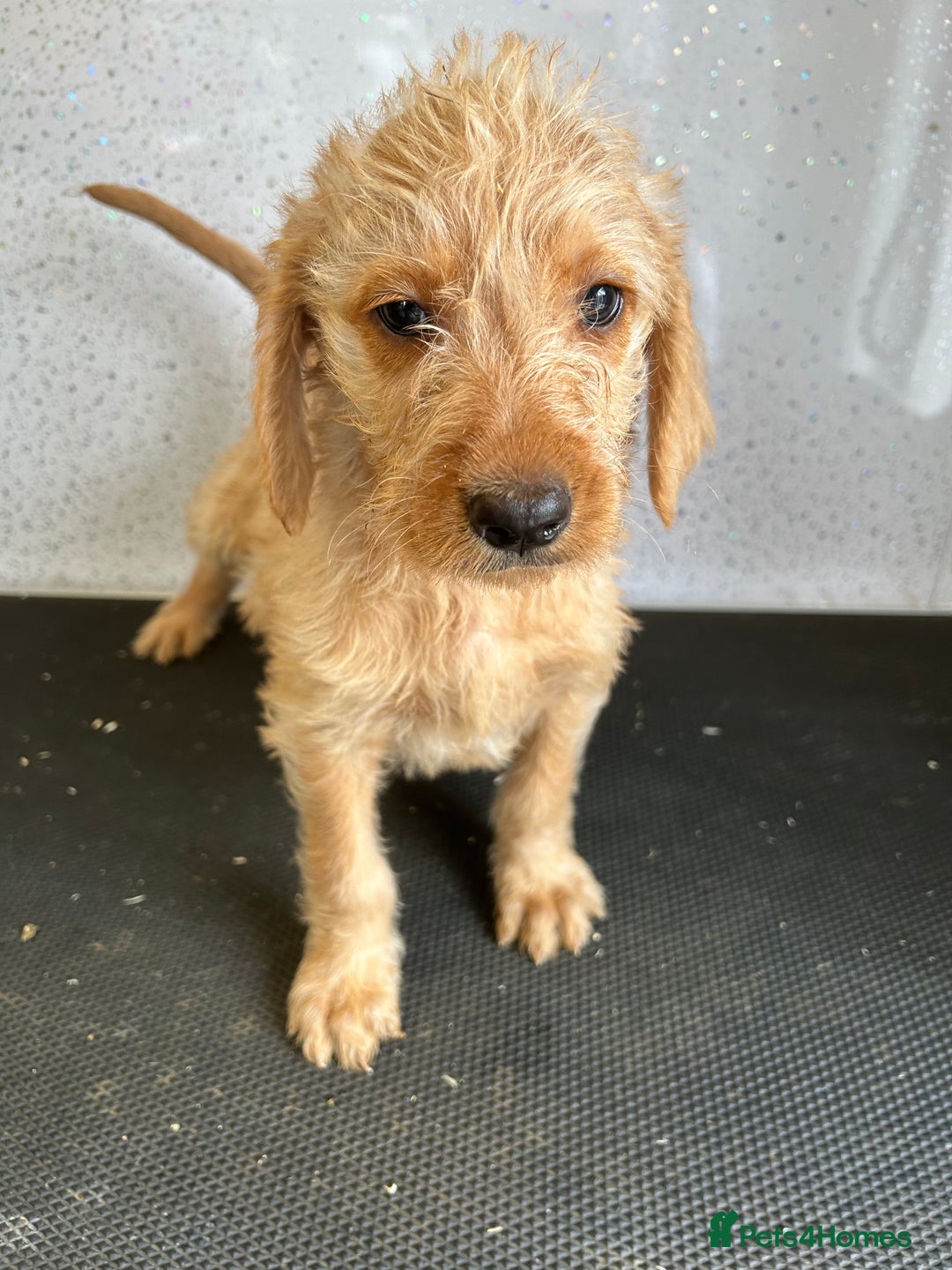 Mixed Breed dogs for sale: Stunning vizapoo puppies  - Image 4