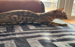 Bengal cats for sale: Gorgeous brown spot bengal kittens Sofa ready  - Image 7