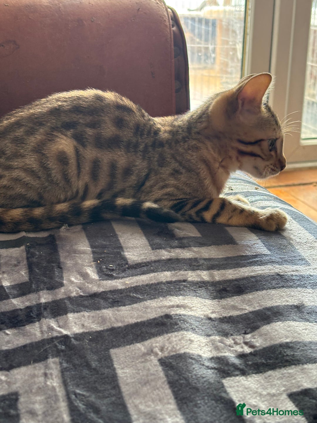 Bengal cats for sale: Gorgeous brown spot bengal kittens Sofa ready  - Image 7
