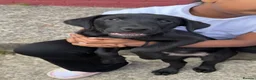 Labrador Retriever dogs for sale: Beautiful KC Labrador Puppy – Last Boy Remaining❗️ - Advert 6