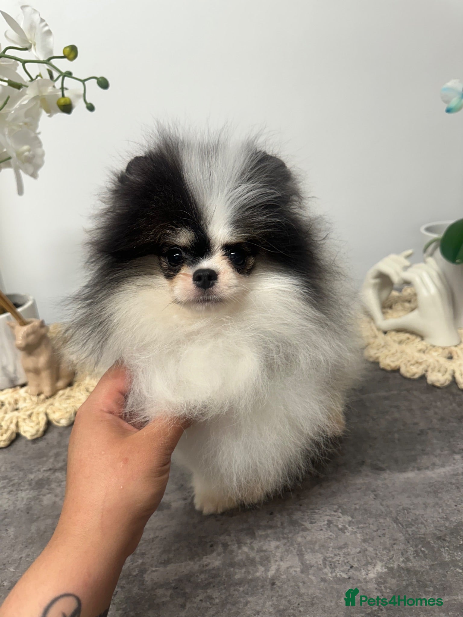Pomeranian dogs Beautiful Pomeranians 🖤🤍 - Advert 1