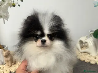 Pomeranian dogs Beautiful Pomeranians 🖤🤍 - Advert 1