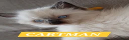 Ragdoll cats for sale: 5 Gorgeous 1/2 Pedigree Ragdoll Kittens 💖 - Advert 3