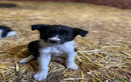 Mixed Breed dogs for sale: Collie x puppies - Image 11